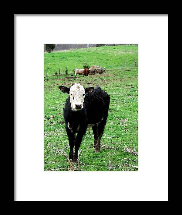 Farm Framed Print featuring the photograph Curious Calf by Cynthia Clark