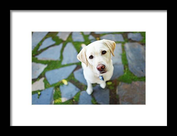 Pets Framed Print featuring the photograph Curious Dog Looking Up by Purple Collar Pet Photography