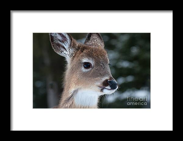 White Tailed Deer Framed Print featuring the photograph Curious Fawn by Bianca Nadeau