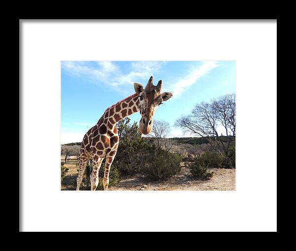 Giraffe Framed Print featuring the photograph Curious Giraffe at Fossil Rim Wildlife Center by Jayne Wilson