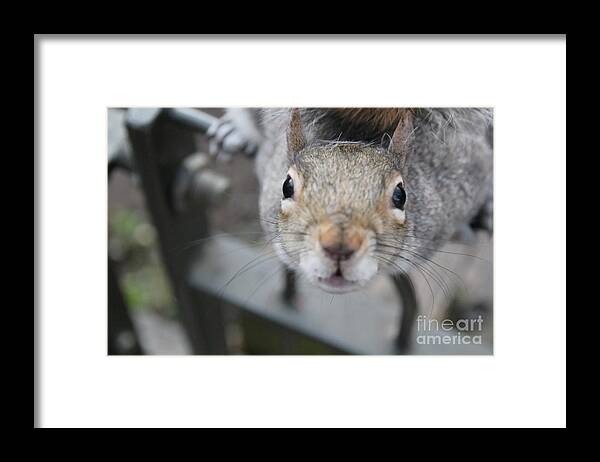 Curious Framed Print featuring the photograph Curious by Jasna Buncic