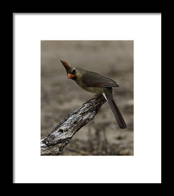 Birds Framed Print featuring the photograph Curious Pyrrhuloxia by Donald Brown