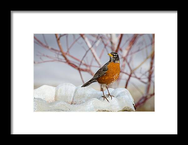 Robin Framed Print featuring the photograph Curious Robin by David Downs