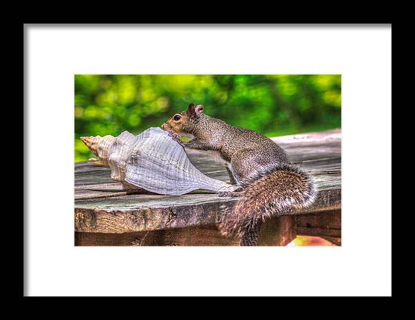 Squirrel Framed Print featuring the photograph Curious Squirrel by Traveler's Pics