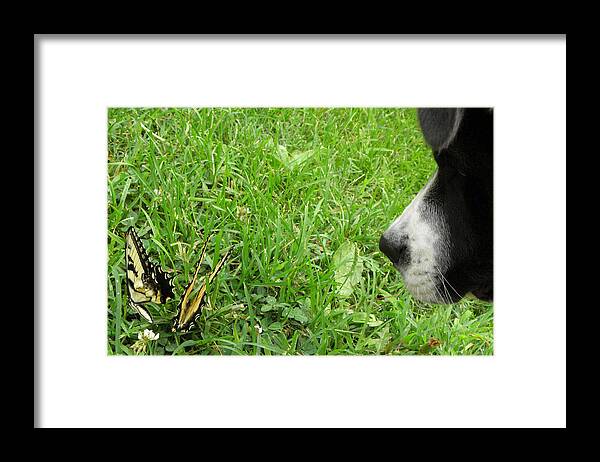 Puppy Framed Print featuring the photograph Curiousity Got Me by Kim Galluzzo