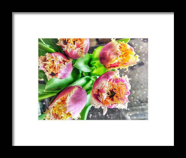 Tulips Framed Print featuring the photograph Curlies by Olivier Calas