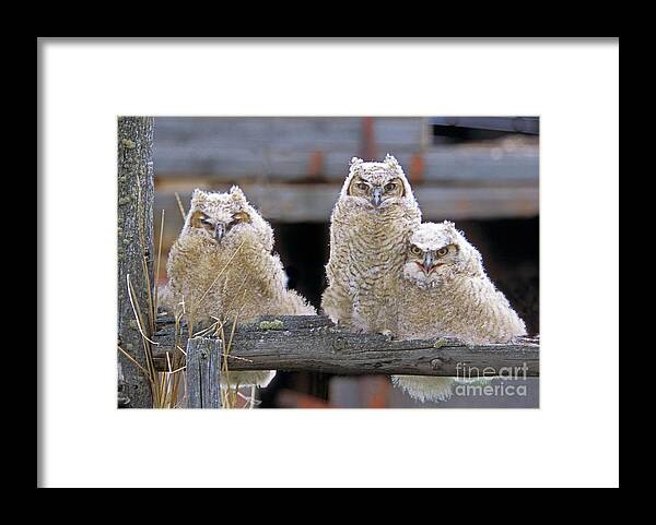 Great Horned Owls Framed Print featuring the photograph Curly Moe and Miss Congeniality by Gary Beeler