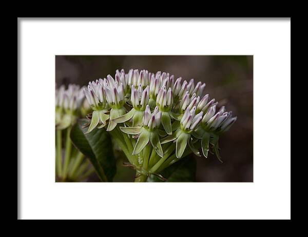 Asclepias Curtissii Framed Print featuring the photograph Curtiss' Milkweed #3 by Paul Rebmann
