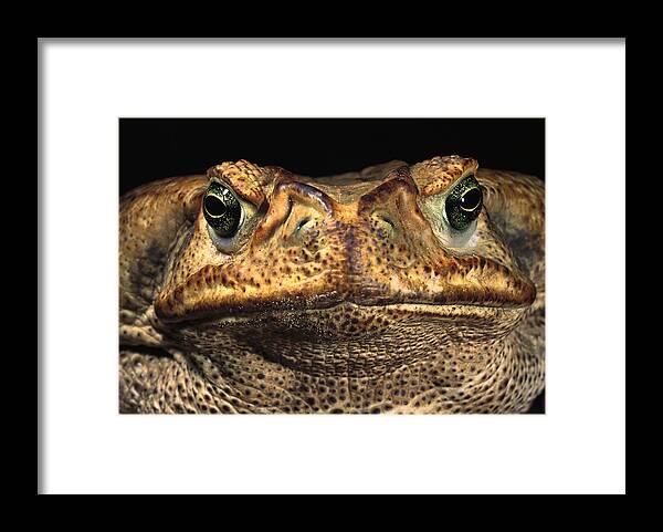 Feb0514 Framed Print featuring the photograph Cururu Toad Face Brazil by Pete Oxford