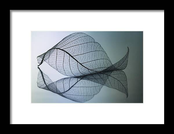 Leaf Framed Print featuring the photograph Curvaceousness by Shihya Kowatari