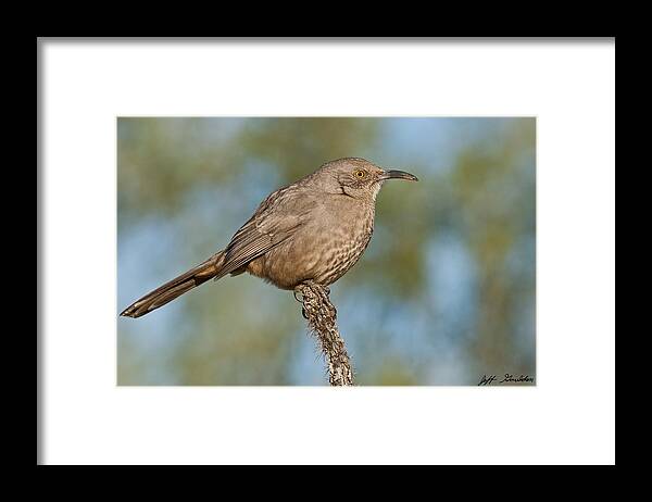 Animal Framed Print featuring the photograph Curve-Billed Thrasher by Jeff Goulden