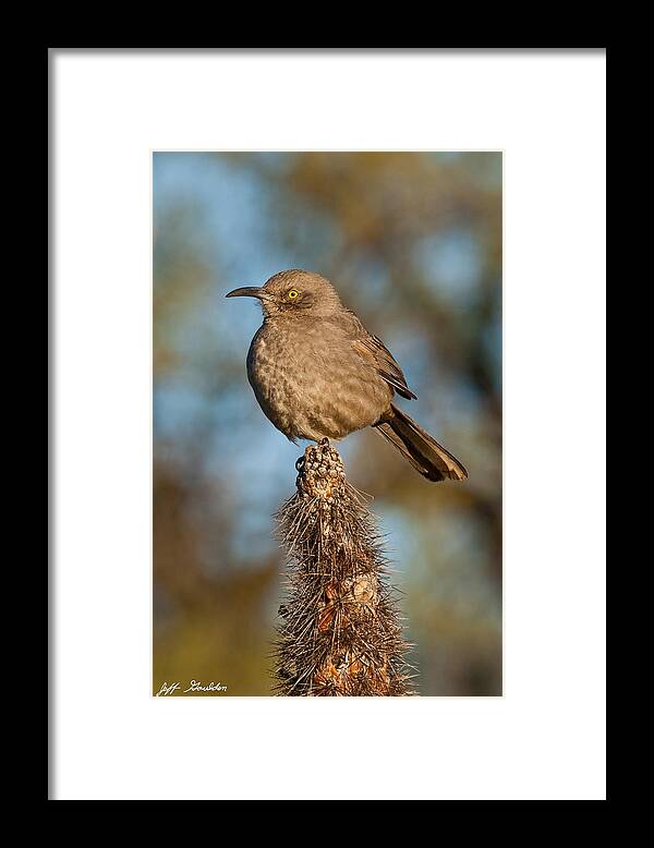 Animal Framed Print featuring the photograph Curve-Billed Thrasher on a Cactus by Jeff Goulden