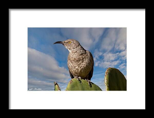 Animal Framed Print featuring the photograph Curve-Billed Thrasher on a Prickly Pear Cactus by Jeff Goulden