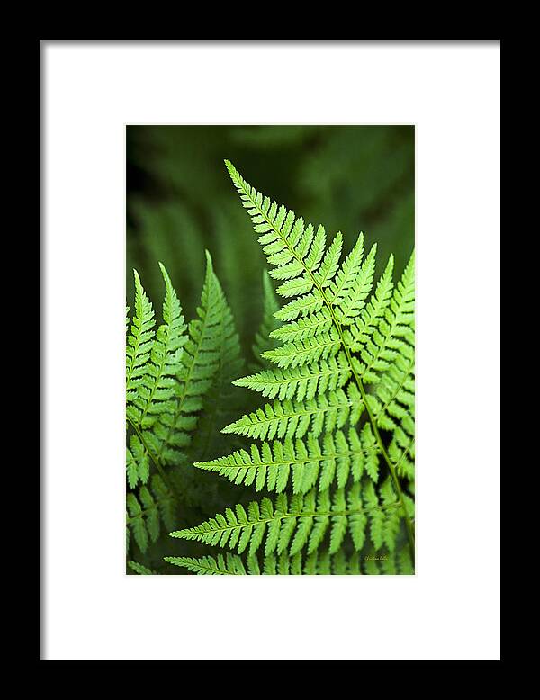 Fern Framed Print featuring the photograph Curved Fern Leaf by Christina Rollo