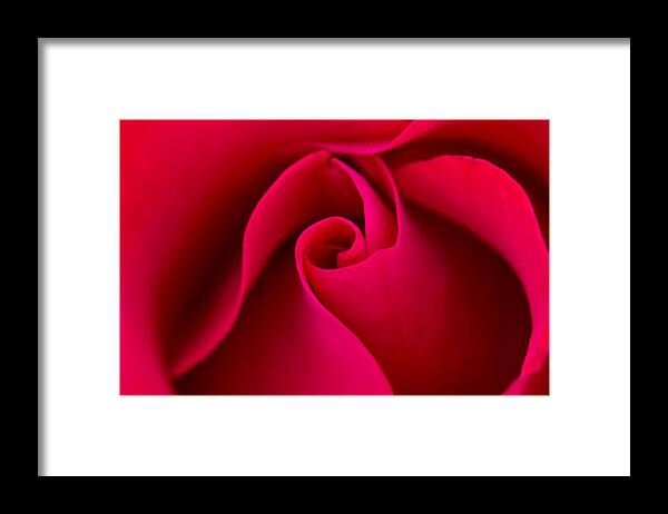 Valentine Framed Print featuring the photograph Curves of a Rose by Teri Virbickis