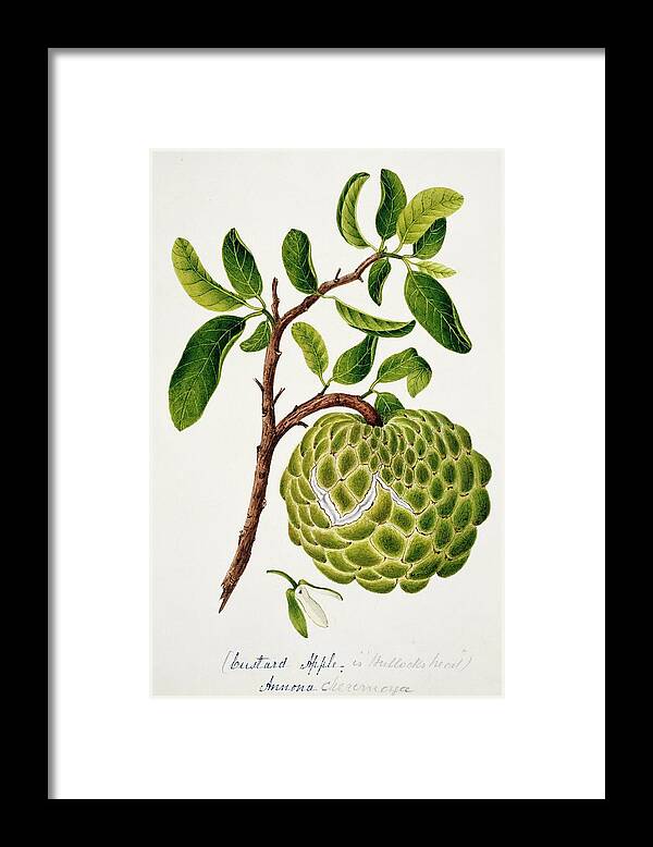 Annona Cheremoya Framed Print featuring the photograph Custard Apple Fruit by Natural History Museum, London/science Photo Library