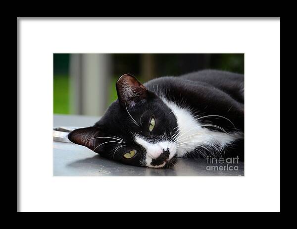 Cat Framed Print featuring the photograph Cute black and white tuxedo cat with nipped ear rests by Imran Ahmed