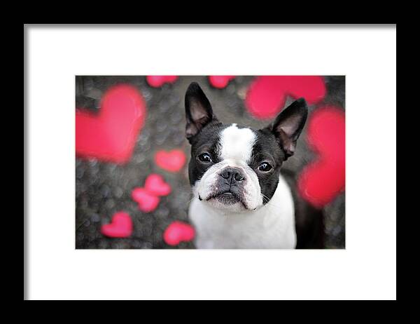 Animal Themes Framed Print featuring the photograph Cute Boston Terrier Puppy Surrounded By by Tereza Jancikova