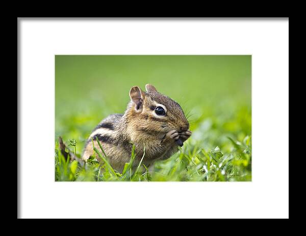 Chipmunk Framed Print featuring the photograph Cute Chipmunk by Christina Rollo