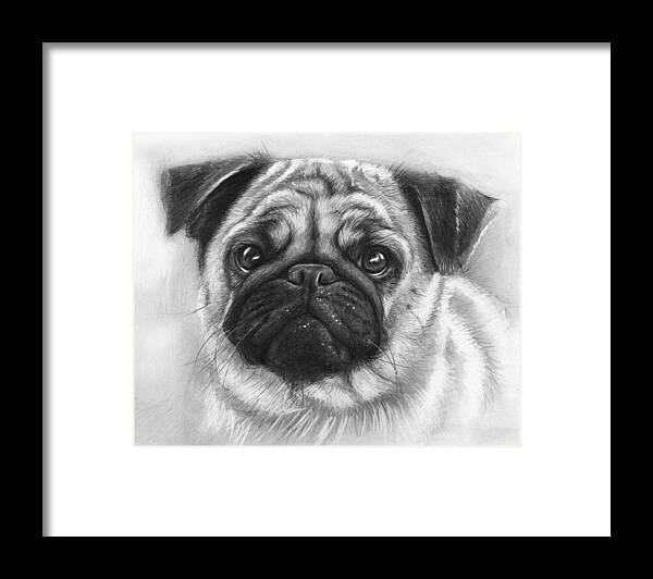Dog Framed Print featuring the drawing Cute Pug by Olga Shvartsur