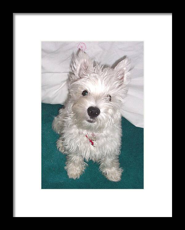 Dog Framed Print featuring the photograph Cute Westie Puppy by Charmaine Zoe