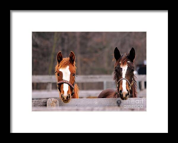 Horse Framed Print featuring the photograph Cute Yearlings by Janice Byer
