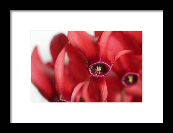 Floral Framed Print featuring the photograph Cyclamen by David and Carol Kelly