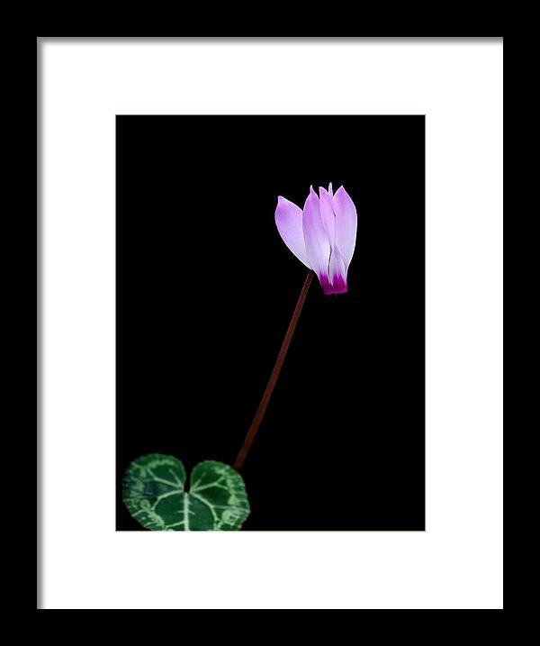 Flower Framed Print featuring the photograph Pink Cyclamen flower by Michalakis Ppalis