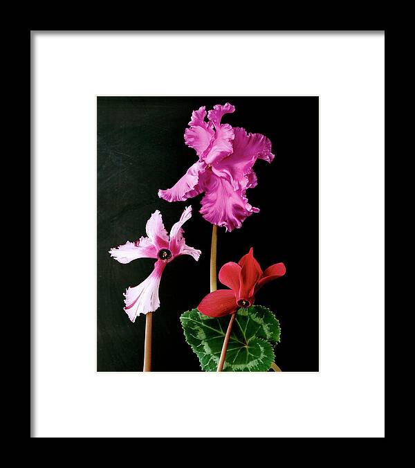 Flowers Framed Print featuring the photograph Cyclamen Persicum by Terry Heffernan