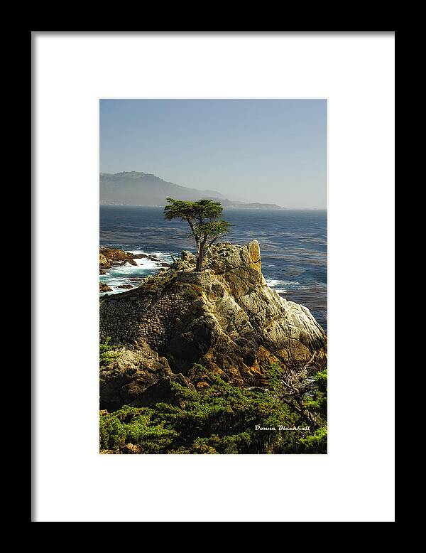 Cypress Tree Framed Print featuring the photograph Cypress by Donna Blackhall
