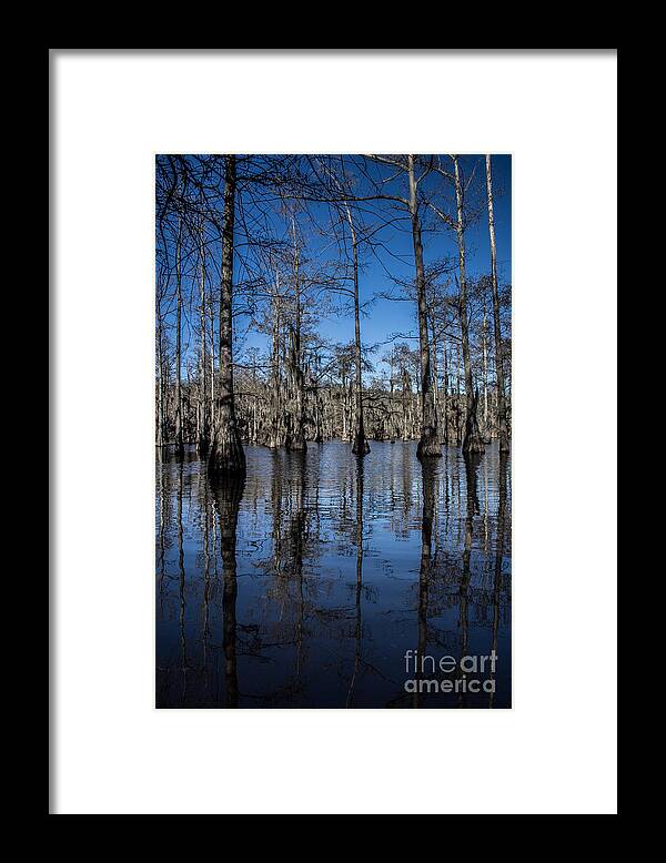 Cypress Trees Framed Print featuring the photograph Cypress Grove by Jim McCain