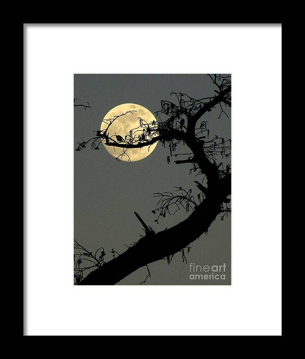 Yellow Moon Print Framed Print featuring the photograph Cypress Moon by Joe Pratt