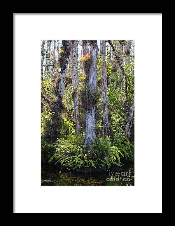 Cypress Trees Framed Print featuring the photograph Cypress by Veronica Batterson