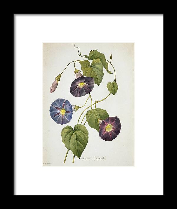 Illustration Framed Print featuring the photograph Cypress Vine Ipomoea Quamoclit by Natural History Museum, London/science Photo Library