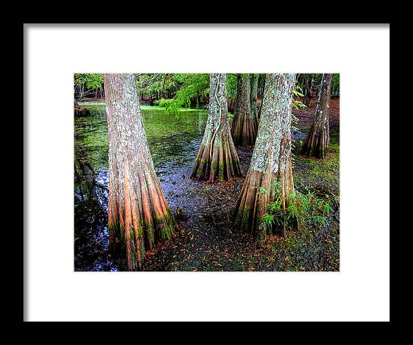 Cypress Trees Framed Print featuring the photograph Cypress Waltz by Karen Wiles