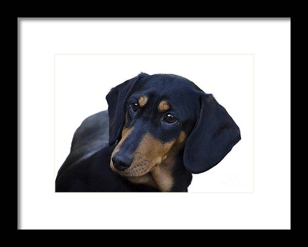 Dog Framed Print featuring the photograph Dachshund by Linsey Williams