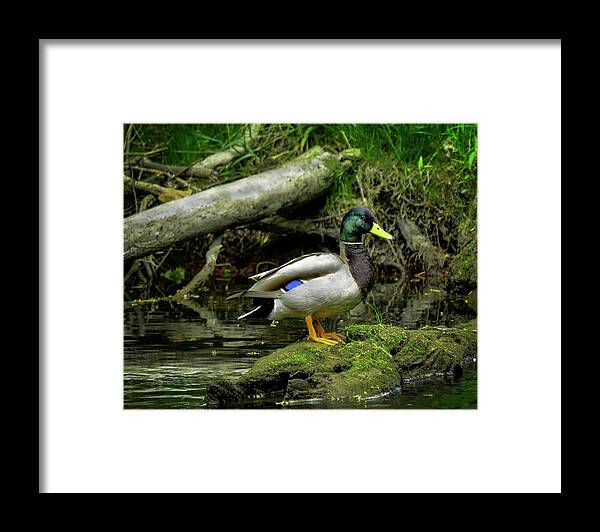 Usa Framed Print featuring the photograph Daddy River Duck Mallard by LeeAnn McLaneGoetz McLaneGoetzStudioLLCcom