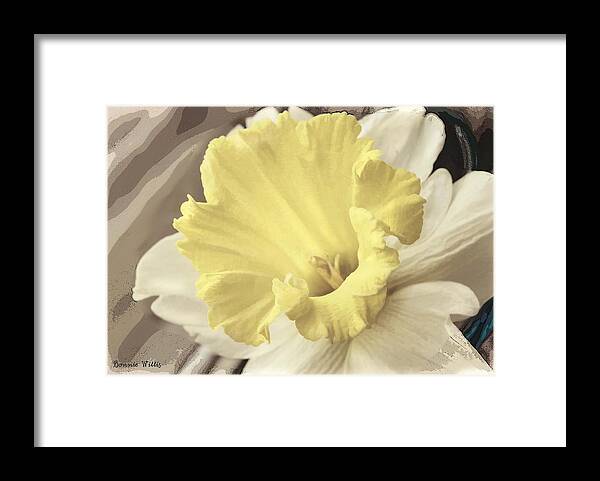 Daffadil Framed Print featuring the photograph Daffadil in Yellow and white by Bonnie Willis