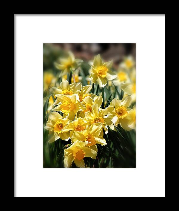 Bouquet Of Daffodils Framed Print featuring the photograph Daffodil by Bill Wakeley