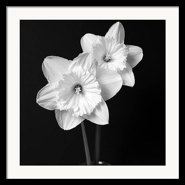 Daffodil Flowers Black and White by Jennie Marie Schell
