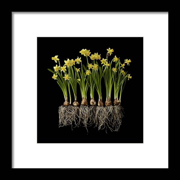 In A Row Framed Print featuring the photograph Daffodil Plants On Black Background by William Turner