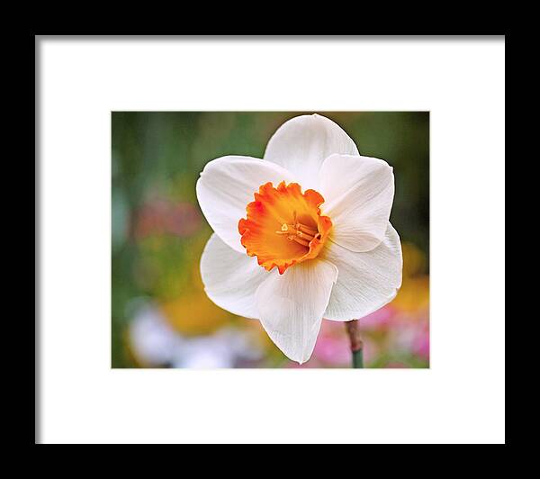 Daffodil Framed Print featuring the photograph Daffodil by Rona Black