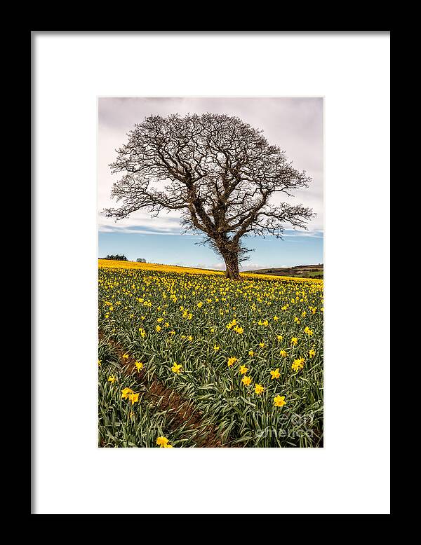 British Framed Print featuring the photograph Daffodil Valley by Adrian Evans