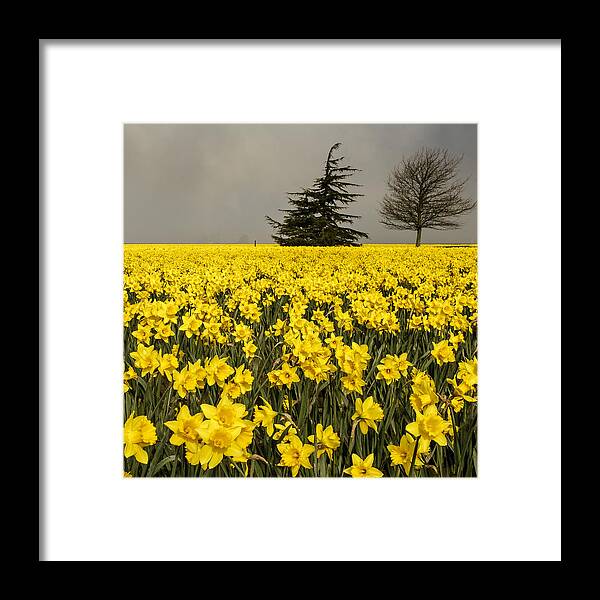 Daffodil Framed Print featuring the photograph Daffodils A Plenty by Tony Locke