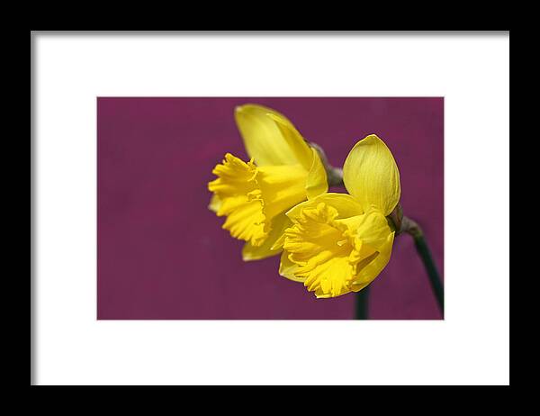 Daffodils Framed Print featuring the photograph Daffodils by Barbara West