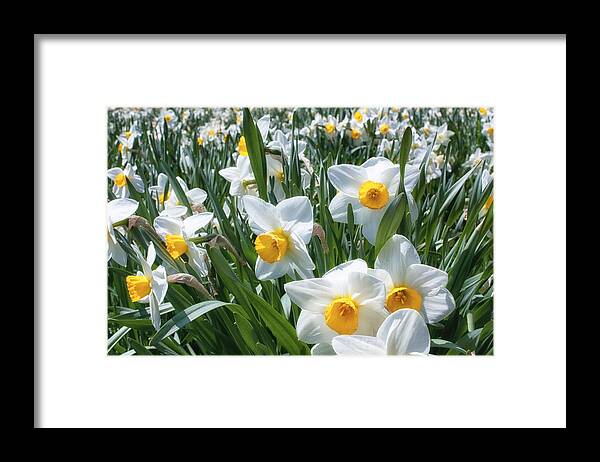 Flower Framed Print featuring the photograph Daffodils by Brian Caldwell