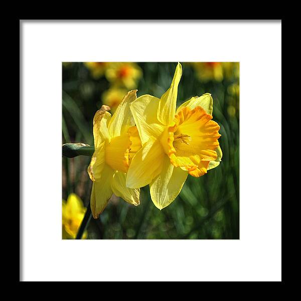 Daffodil Framed Print featuring the photograph Daffodils by George Taylor