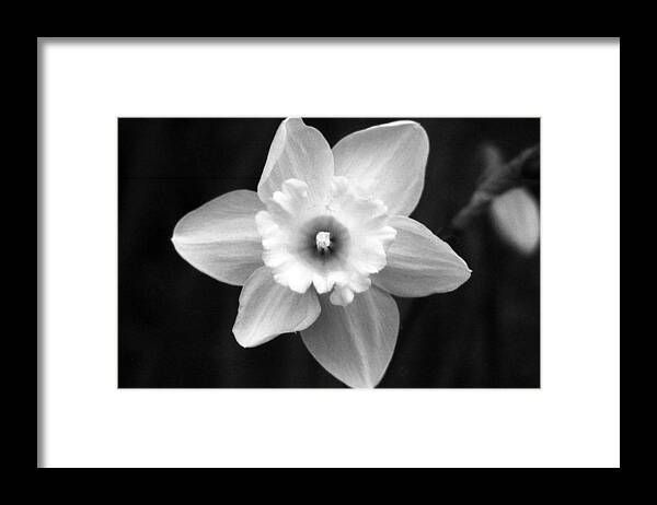 Daffodil Framed Print featuring the photograph Daffodils - Infrared 01 by Pamela Critchlow