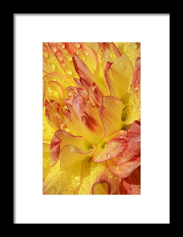 Dahlia Framed Print featuring the photograph Dahlia - 812 by Paul W Faust - Impressions of Light