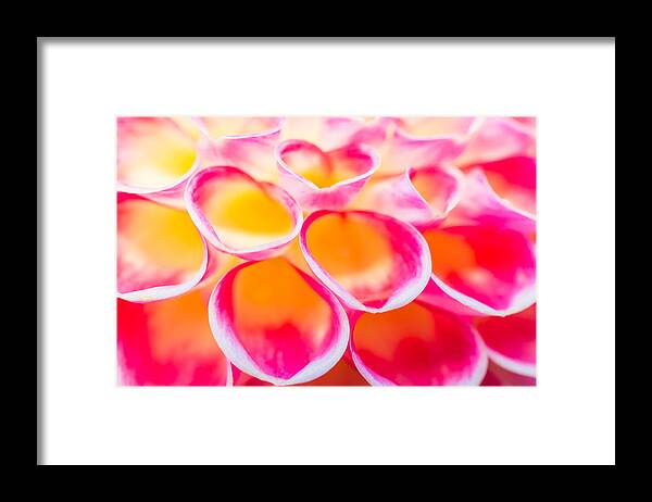 Floral Framed Print featuring the photograph Dahlia Abstract by Priya Ghose